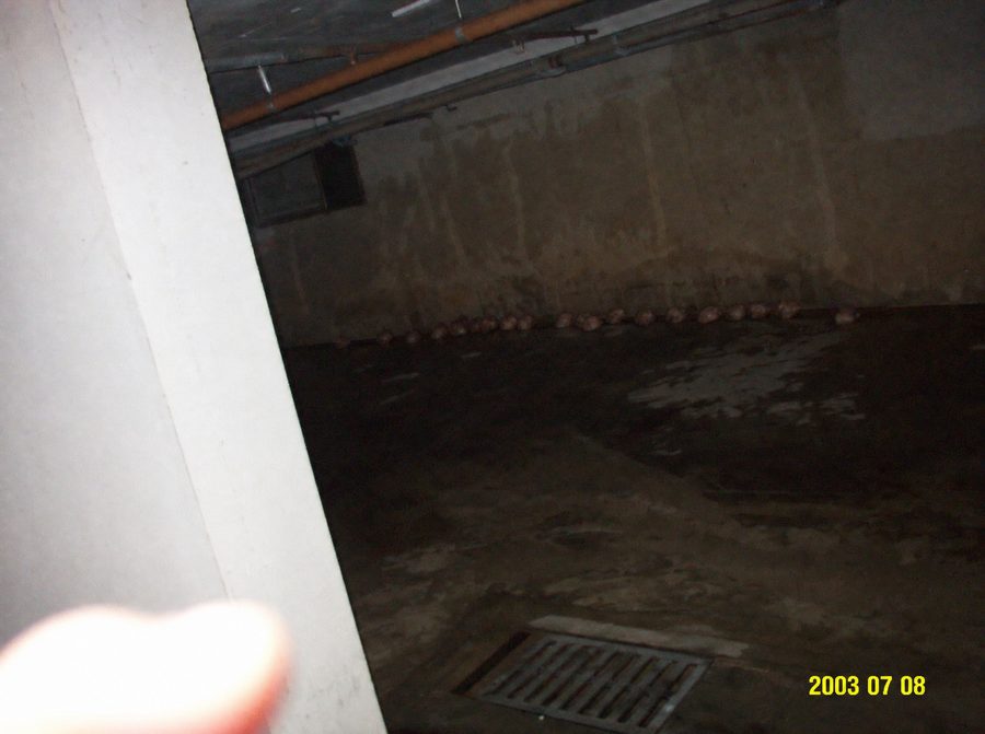 Infestation Spawn — recovered photograph