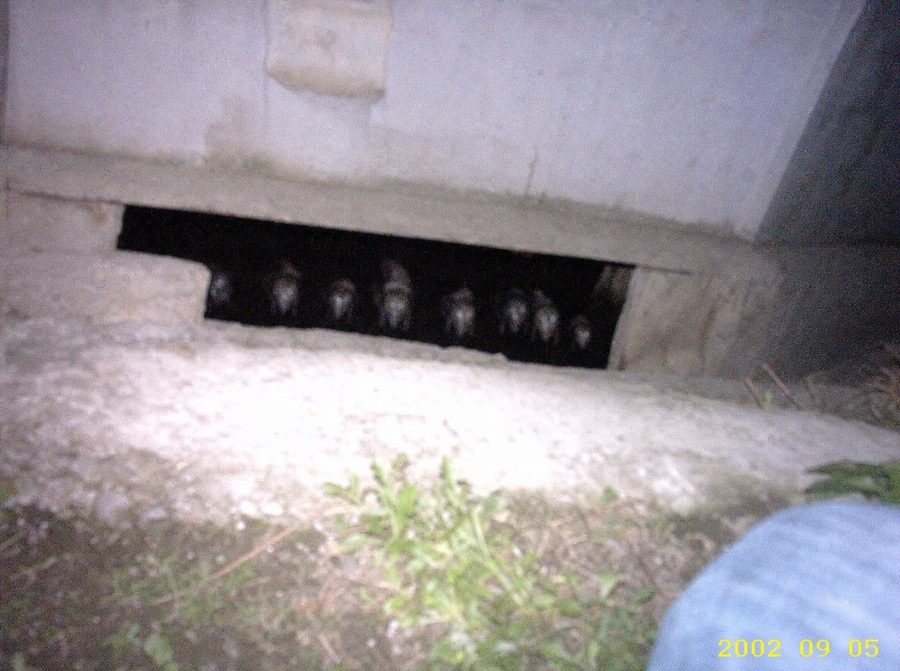 Gutterlings — recovered photograph
